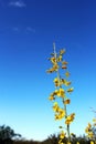 Palo Verde, Arizona state tree Royalty Free Stock Photo