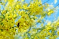 Palo Verde, beautiful state tree of Arizona Royalty Free Stock Photo