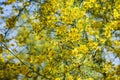 Palo Verde Blooms Royalty Free Stock Photo