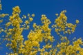 Palo Verde Blooms Royalty Free Stock Photo