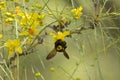 Palo Verde Blossoms Royalty Free Stock Photo