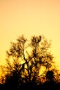 Palo Verde Silhouette Royalty Free Stock Photo