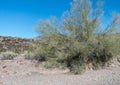 Palo Verde Tree in Arizona Royalty Free Stock Photo