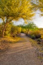 Arizona Palo Verde Tree in Bloom Royalty Free Stock Photo