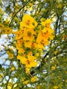 Palo verde tree in bloom