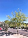 Palo Verde Tree Blooming In April Royalty Free Stock Photo