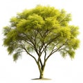 Palo Verde tree isolated on transparent background Royalty Free Stock Photo
