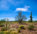 Palo Verde Tree and Saguaro Cactus Springtime Royalty Free Stock Photo