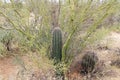 Palo Verde Tree Serves as nurse for Saguaro