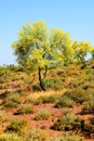 Palo Verde Tree, Sonora Desert, Spring and in bloom Royalty Free Stock Photo