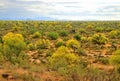 Palo Verde Trees, Sonora Desert, Mid Summer Royalty Free Stock Photo