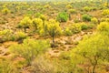 Palo Verde Trees, Sonora Desert, Spring and in bloom Royalty Free Stock Photo