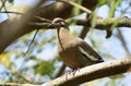 Paloma Dove cafÃÂ© Brow vuela vuelo Royalty Free Stock Photo