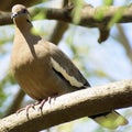 Paloma Dove cafÃÂ© Brow vuela vuelo Royalty Free Stock Photo