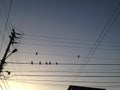 Palomas en cableado en un Amanecer GuatireÃÂ±o