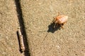 Palomena prasina green wood bug creeps over the tile macro Royalty Free Stock Photo