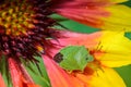 Palomena prasina on red and yellow flower