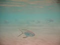 Palometa fish Royalty Free Stock Photo