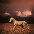 Palomino Akhal-teke