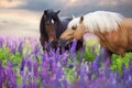 Cremello and bay horse in flowers Royalty Free Stock Photo