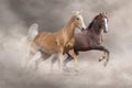 Palomino and bay horse run free