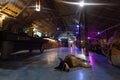 Dog sleeping tranquil into hostel bar with night lights