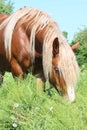 Palomino draught horse eating grass Royalty Free Stock Photo