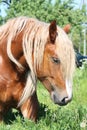 Palomino draught horse eating grass Royalty Free Stock Photo