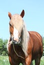 Palomino draught horse eating grass Royalty Free Stock Photo