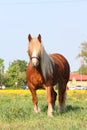 Palomino draught horse eating grass at the pasture Royalty Free Stock Photo