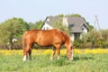 Palomino draught horse eating grass at the pasture