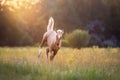 Palomino foal in motion Royalty Free Stock Photo