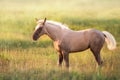 Palomino foal in motion Royalty Free Stock Photo