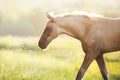 Palomino foal in motion Royalty Free Stock Photo