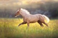 Palomino foal in motion