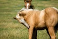 Palomino foal in pasture