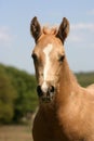 Palomino Foal Portrait Royalty Free Stock Photo