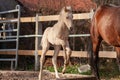 palomino foal, run with mother horse Royalty Free Stock Photo