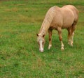 Palomino Gold Coat Blonde Mane Horse Portrait