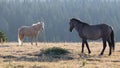 Palomino and Gray Grullo stallions facing off in the Pryor Mountains Wild Horse Range in Montana in the United States Royalty Free Stock Photo