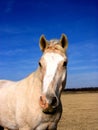 Palomino Horse Royalty Free Stock Photo