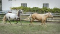 Palomino horse and Appaloosa horse galloping together in a fenced field Royalty Free Stock Photo