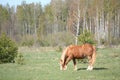 Palomino horse eating grass at the field Royalty Free Stock Photo