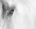 Palomino horse eye - black and white Royalty Free Stock Photo