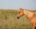 Palomino horse facing west Royalty Free Stock Photo