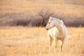 Palomino horse facing west Royalty Free Stock Photo