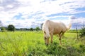 Palomino Horse in Farm Pasture Royalty Free Stock Photo