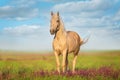 Palomino horse in field
