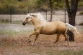 Palomino horse galloping through a meadow in autumn Royalty Free Stock Photo