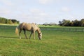 Palomino Horse Grazing in a Field Royalty Free Stock Photo